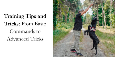 Training Tips and Tricks: From Basic Commands to Advanced Tricks