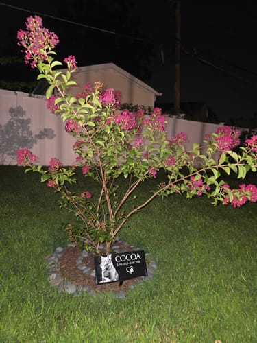 Customer outdoor garden pet memorial for Cocoa
